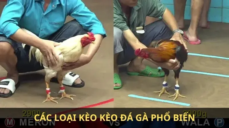Kèo đá gà là gì