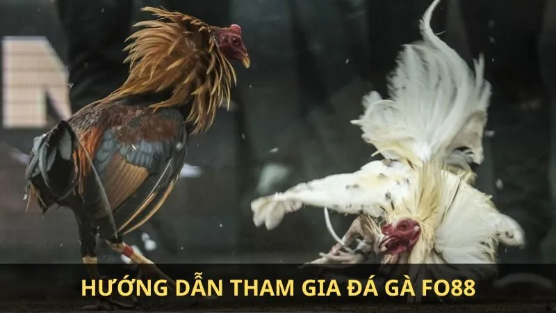 Cách bắt kèo đá gà