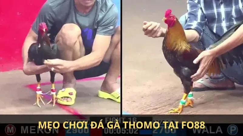 Cách xem đá gà Thomo trực tiếp