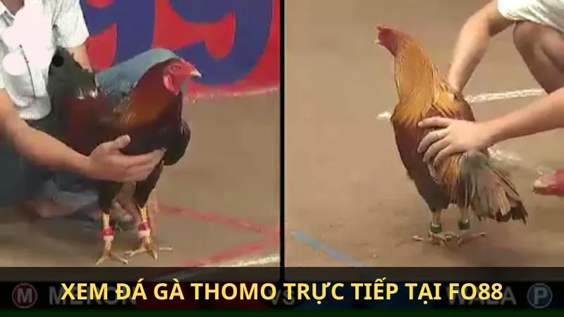Cách xem đá gà Thomo trực tiếp