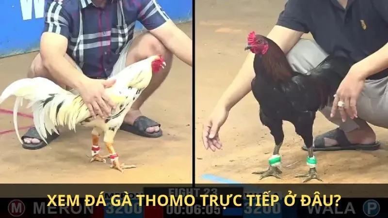 Cách xem đá gà Thomo trực tiếp