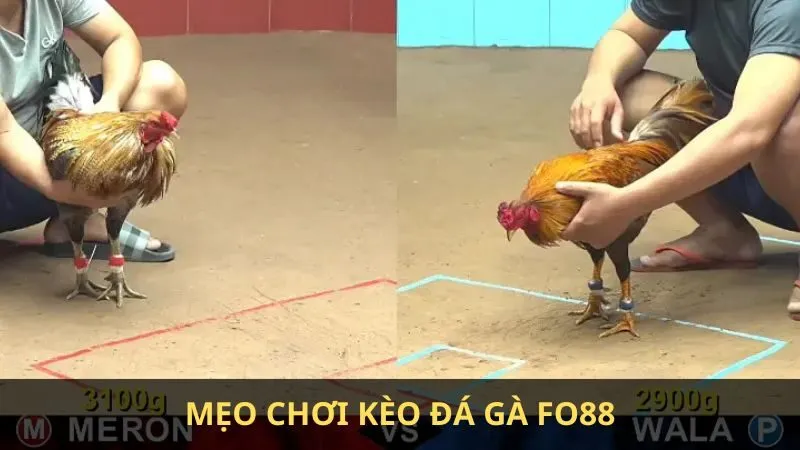 Kèo đá gà là gì