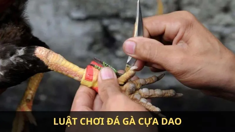Gà cựa dao là gì