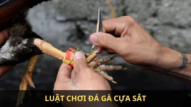 Gà cựa sắt là gì