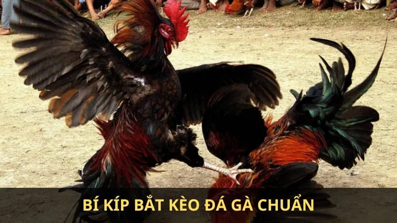 Cách bắt kèo đá gà