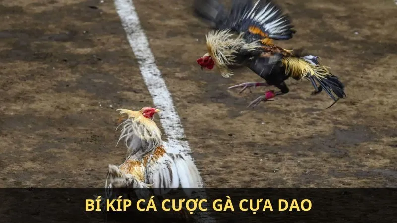 Gà cựa dao là gì