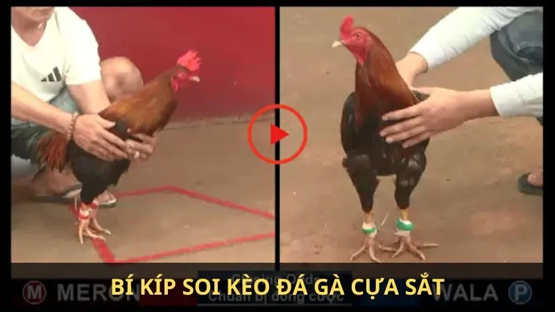 Gà cựa sắt là gì
