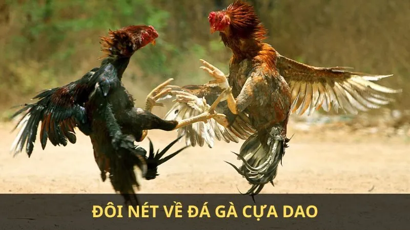 Gà cựa dao là gì