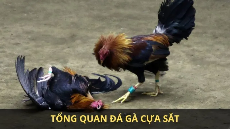 Gà cựa sắt là gì