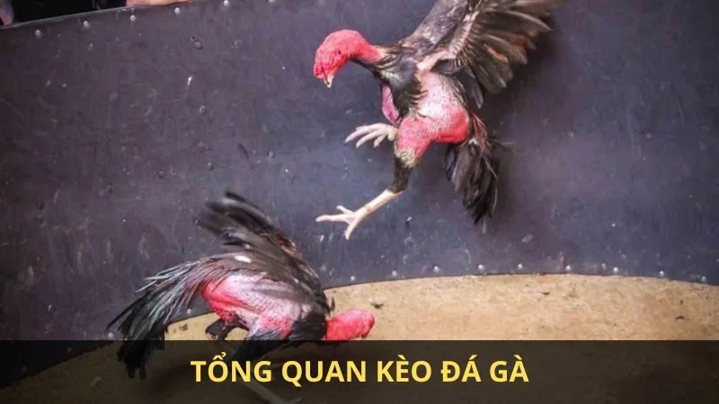 Kèo đá gà là gì