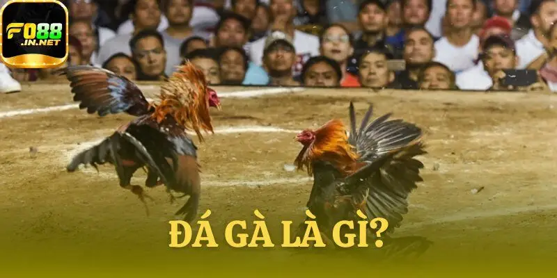 Đá gà là gì